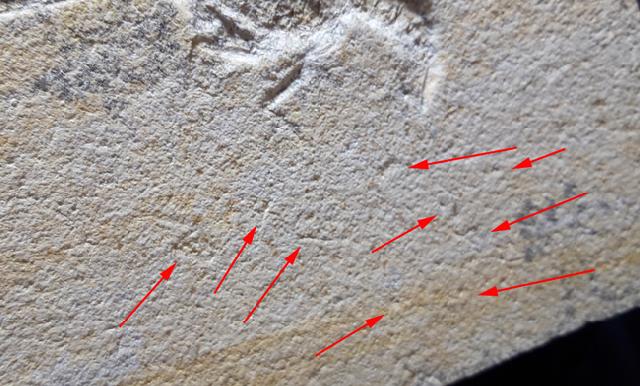 Mecochirus longimanatus SCHLOTHEIM 1820 mit Spur - Bild © FossNet FossilienStore